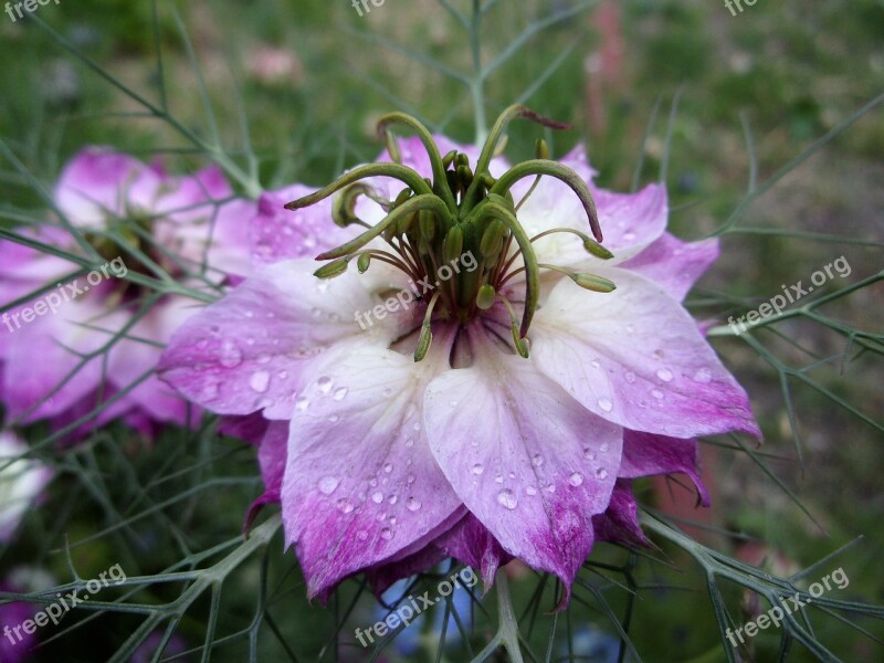 Damascus Nigella Flower Summer Nature Nigella