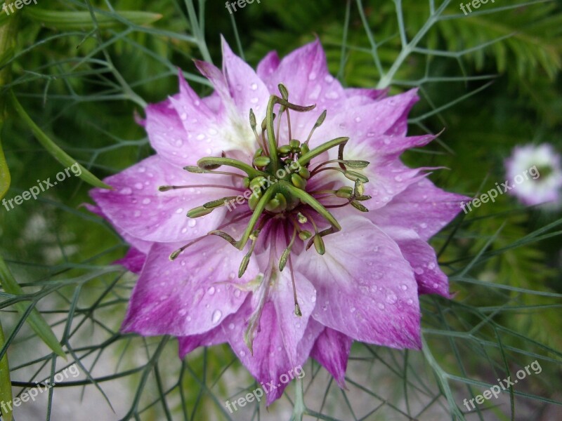 Damascus Nigella Flower Garden Summer Nature