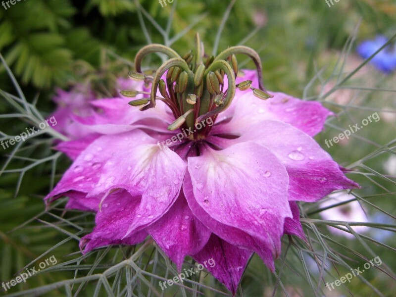 Damascus Nigella Flower Garden Pink Summer