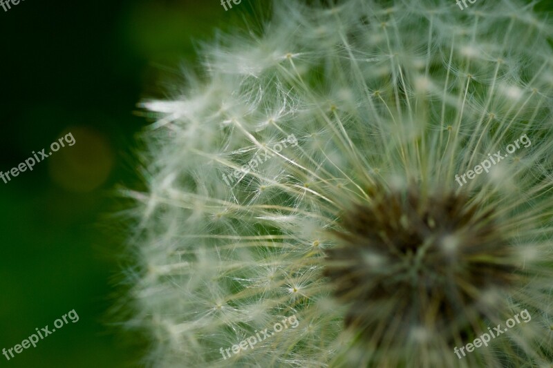 Dandelion Macro Sunbeam Umbrella Nature