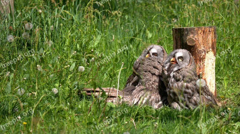 Animals Owl Bird Animal World Sun Worshippers