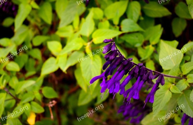 Flower Nature Green Garden Plant