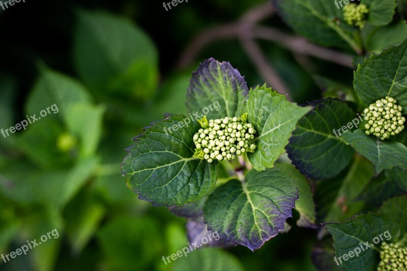 Plant Eos 6d Cañoñ Spring Nature