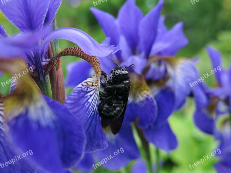 Carpenter Bee Food Swamp Lily Blue Blossom