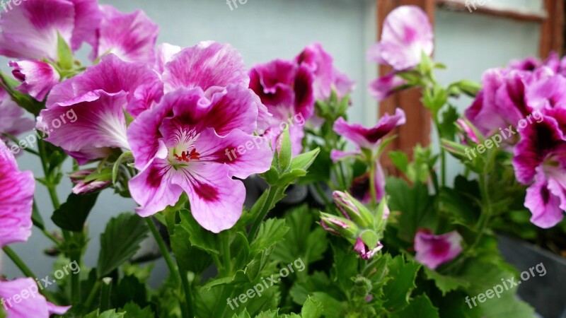 Flower Garden Spring Nature Plant