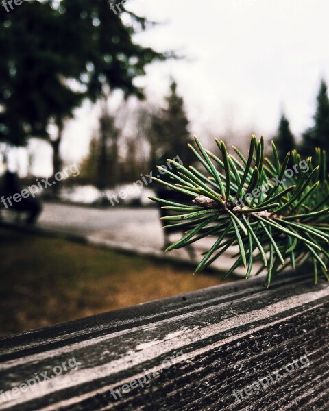 Tree Nature Christmas Tree Spruce Branch