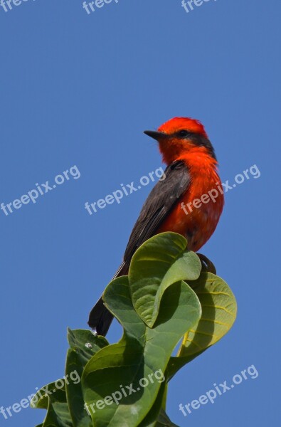 Fly Catcher Red Green Sun Birdlife