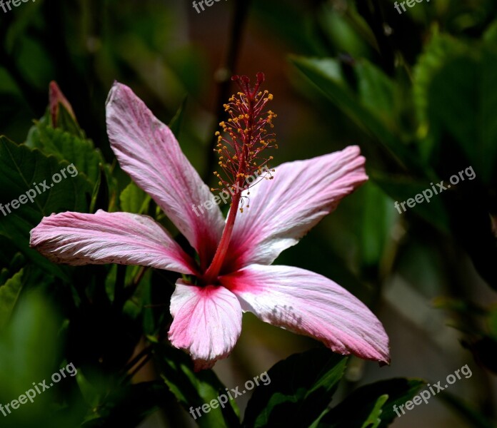 Flower Nature Ecuador Pink Summer