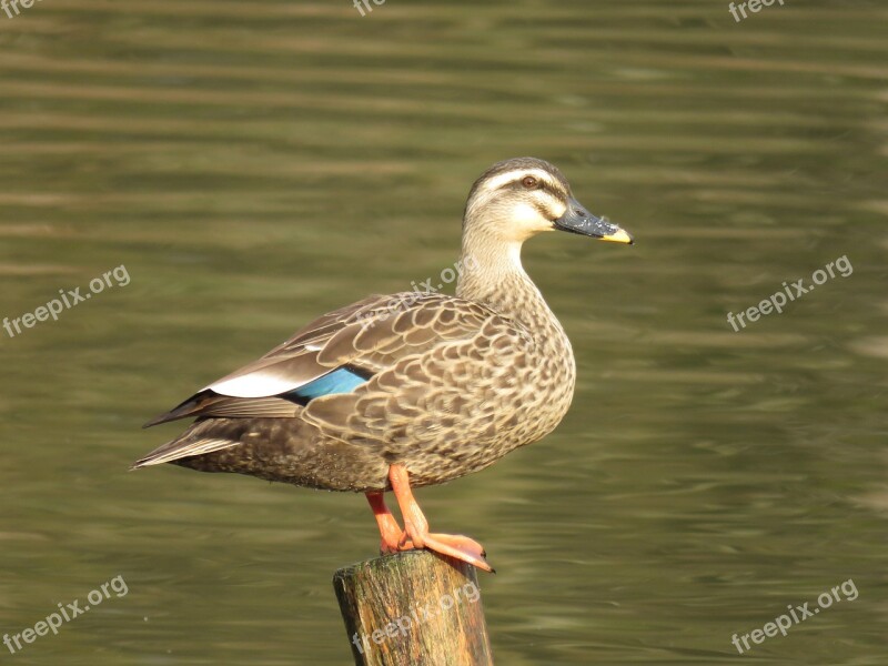 Japan Natural Landscape Animal Wild Birds