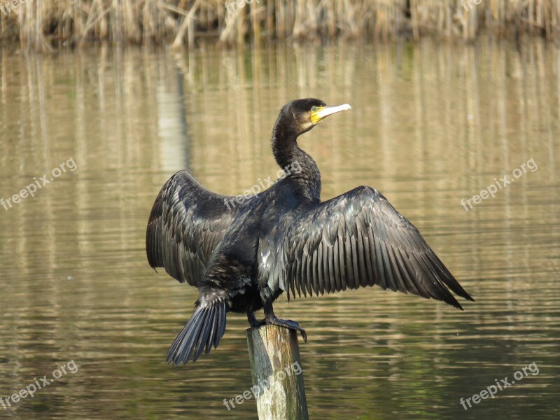 Japan Natural Landscape Animal Wild Birds