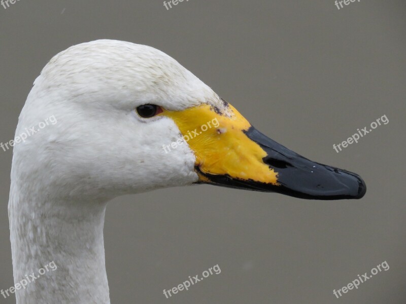 Japan Natural Landscape Animal Wild Birds