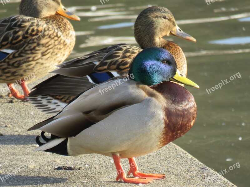 Japan Natural Landscape Animal Wild Birds