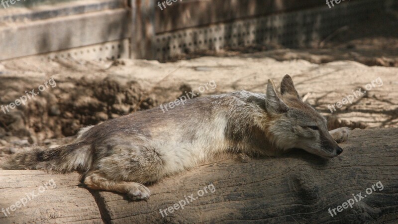 Animal The Czech Terrier Sleep Free Photos