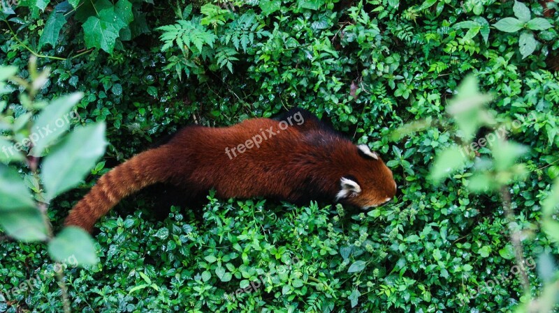 Red Panda Mammal China Free Photos