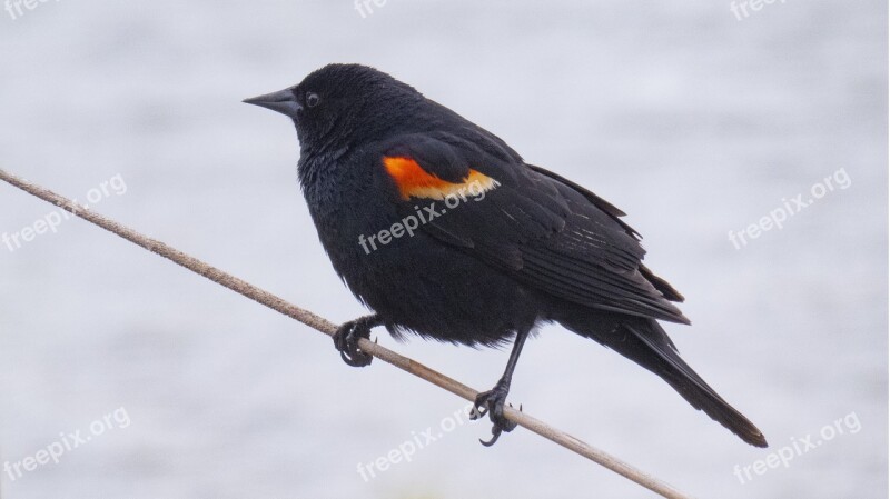 Redwing Blackbird Feather Animal Manitoba