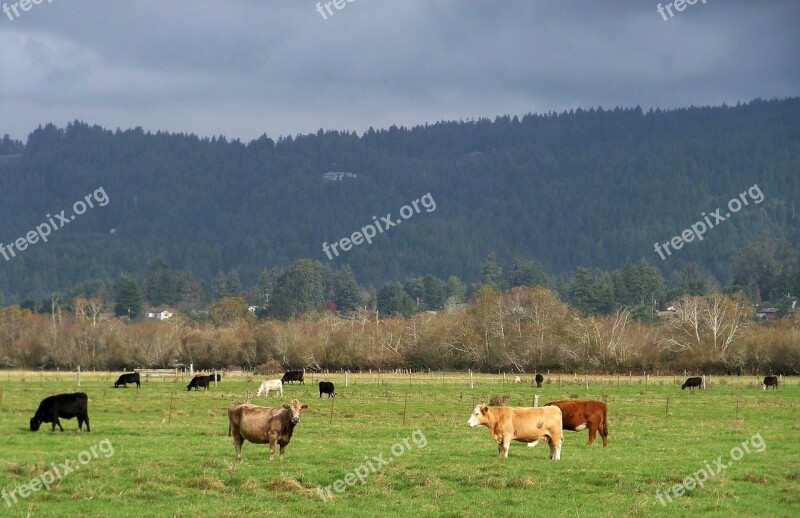 Cows Cattle Agriculture Livestock Pasture