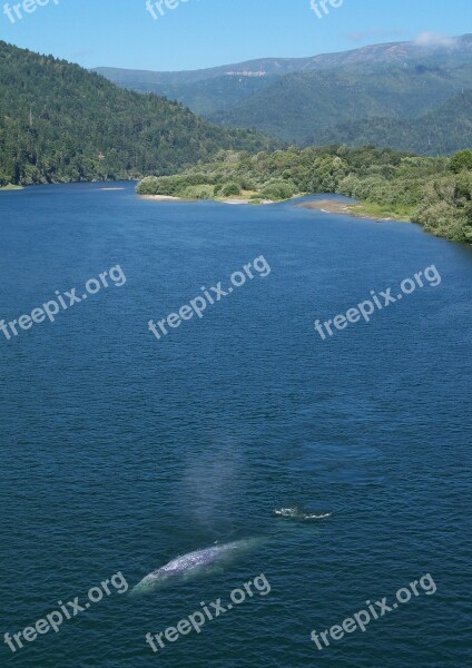 California Gray Whale Whale River Klamath River Nature