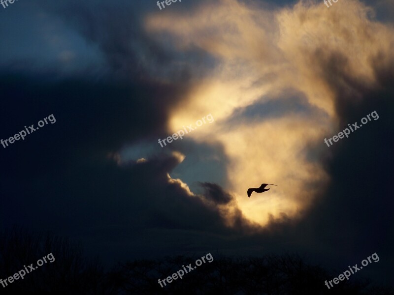 Gull Bird Clouds Seagull Freedom