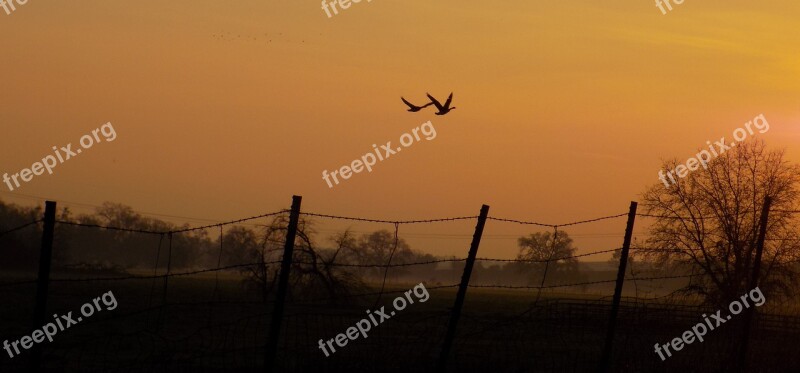 Geese Sunset Flight Fence Birds