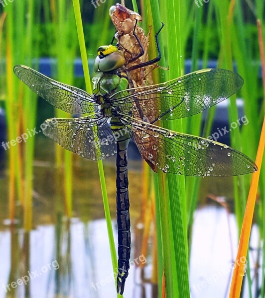 Dragonfly Pond Garden Pond Insect Nature