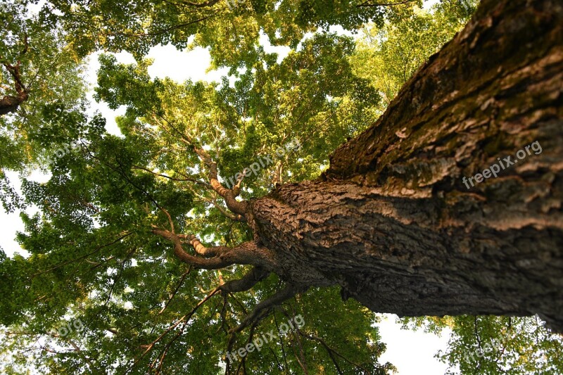 Tree Sunshine Forest Bark Nature