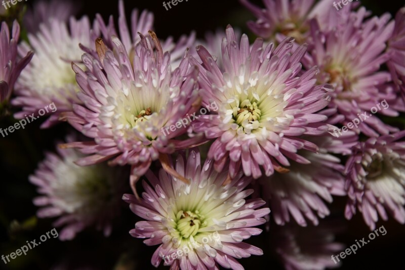 Mums Flowers Purple Blooms Free Photos