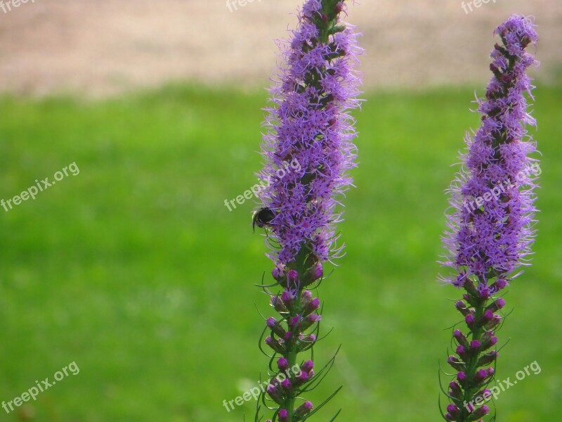 Blazing Star Purple Bloom Flower