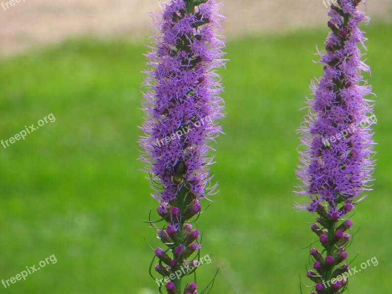 Blazing Star Purple Bloom Flower