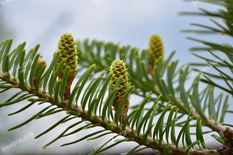 Nature Forest Spring Pine Forests