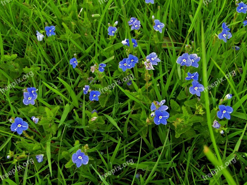 Honorary Award Although Blue Flowers Meadow Blue