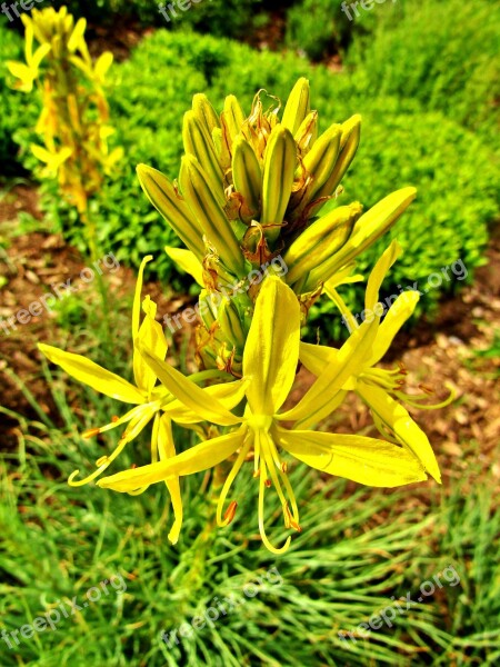 Goldwurz Asphodeline Lutea Junker Lily Yellow Flowers Bud