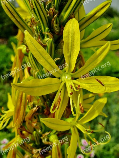 Goldwurz Asphodeline Lutea Junker Lily Yellow Flowers Bud