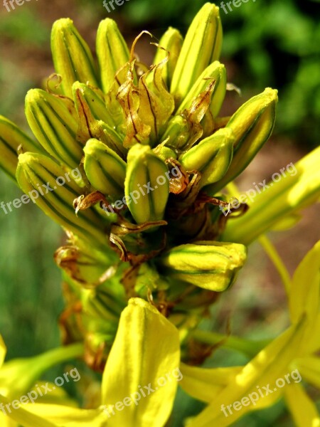 Goldwurz Asphodeline Lutea Bud Junker Lily Yellow Flowers