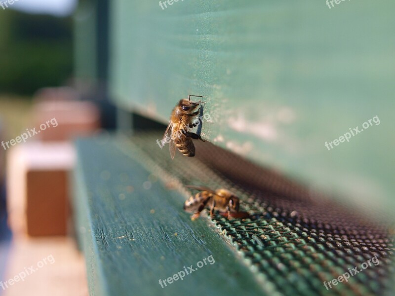 Honey Bee Insect Bee Honey Beehive