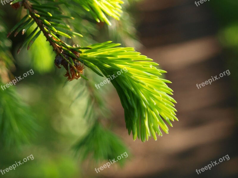 Spruce Tree Nature Forest Evergreen