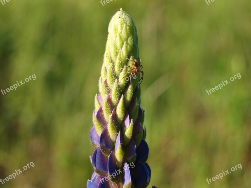 Flower Lupinien Nature Plant Violet