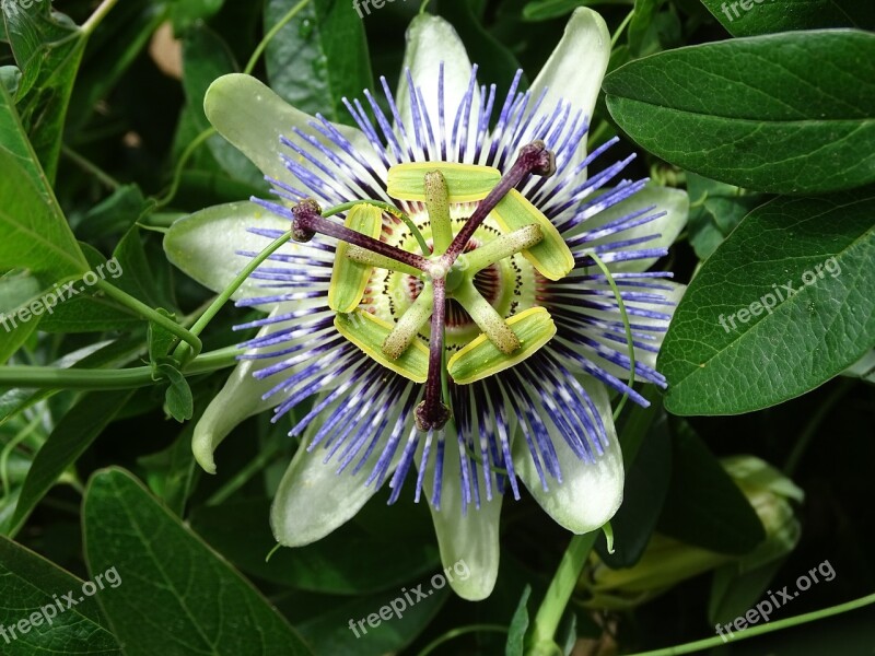 Passiflora Passion Climber Flower Free Photos