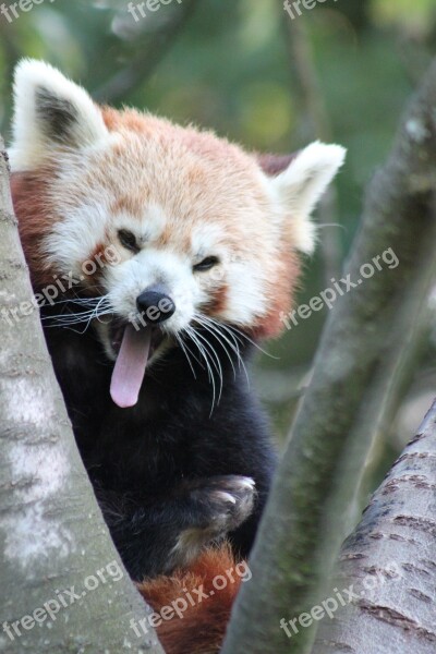 Panda Zoo Red Panda Bear Cat Cute