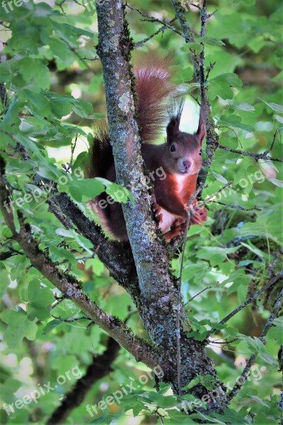 Squirrel Rodent Tree Nature Free Photos