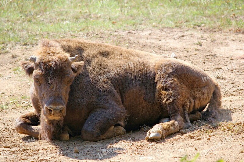 Bison The European Tur Animal Mammal