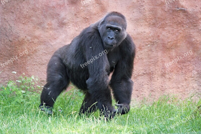 Gorilla Lowland Primate Male Monkey