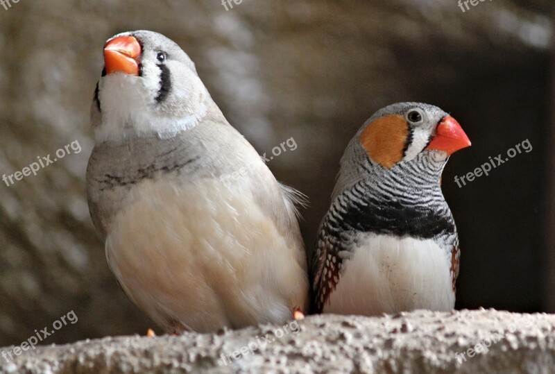 Birds Couple Zebřička Varied Pásovník