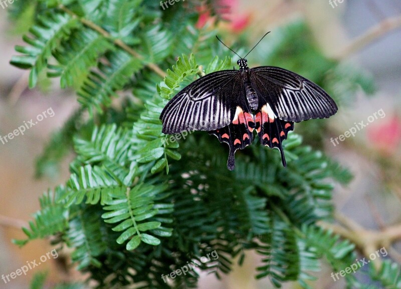 Butterfly The Exotic Wings Black Insect