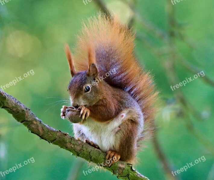 The Squirrel Rusty Rodent Animal Branch