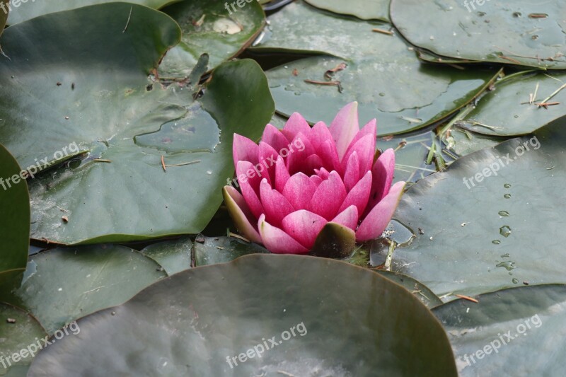 Spring Pond Flower Pink Water Lily