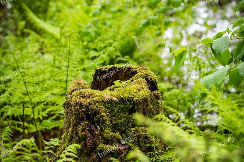 Tree Stump Nature Green Trunk