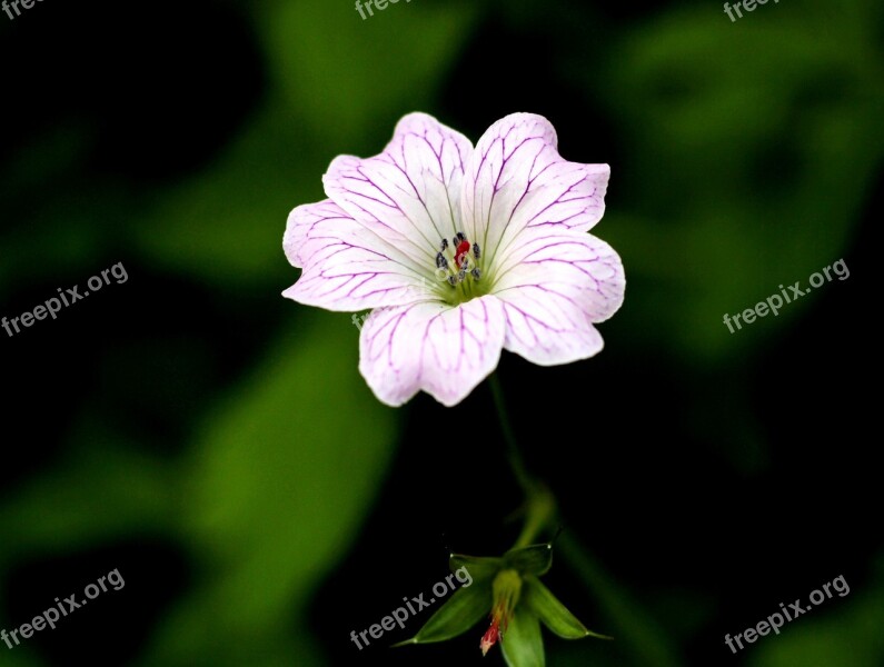 Geranium Versicolor Pelagonia Garden Flower Petals