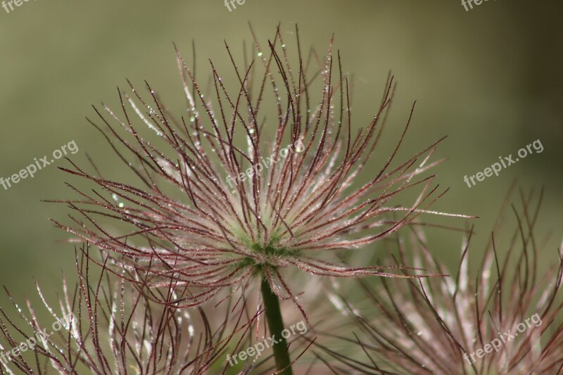 Pasqueflower Pasque Flower Faded Pulsatilla Close Up