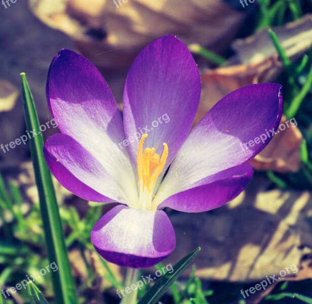 Flower Purple Colorful Plant Garden