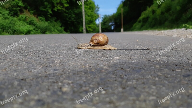 Snail Road Brave Rush Slow